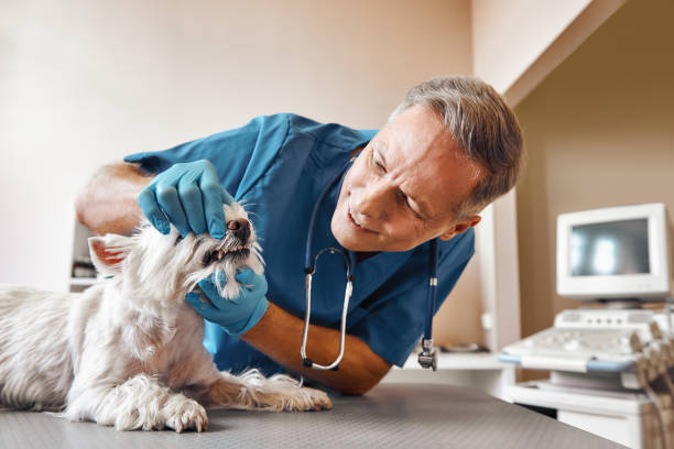 Best Emergency Treatment for Dental Infections or Abscesses in Wallis, TX